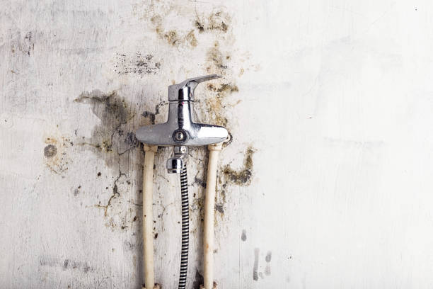 Best Best Mold Removal Companies  in Monument, CO