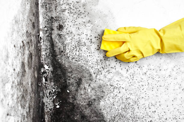 Certified Mold Removal in Monument, CO