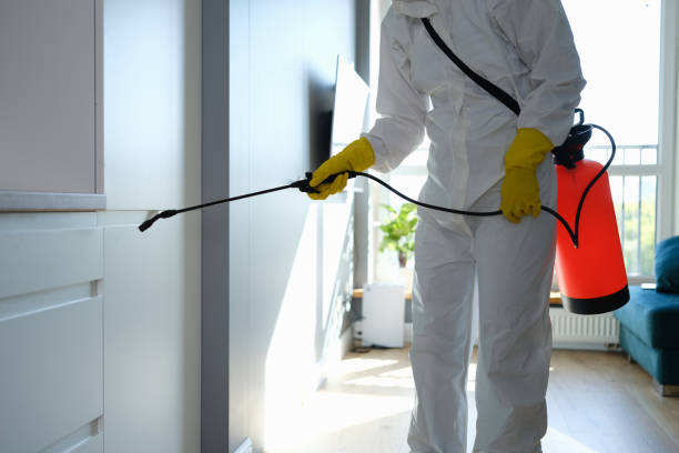Best Affordable Mold Removal  in Monument, CO