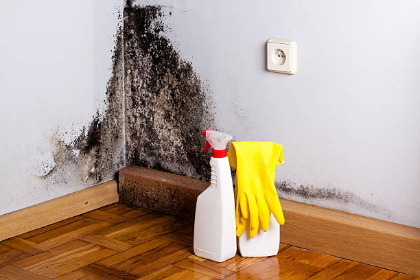 Best Black Mold Removal  in Monument, CO